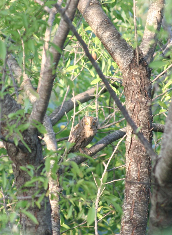 The Scops owl, a migrant diurnal feeder